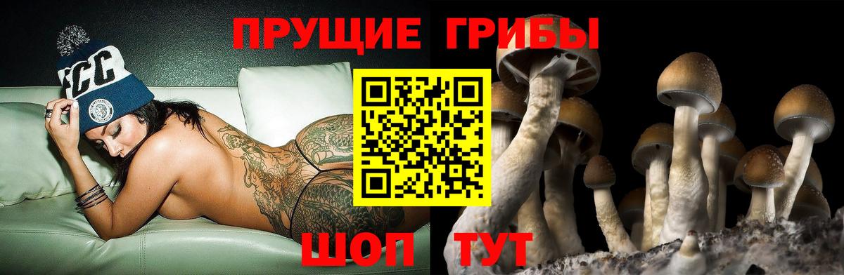 Галлюциногенные грибы Psilocybine cubensis Бугуруслан